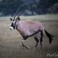 Òrix del Cap (Oryx gazella) 
