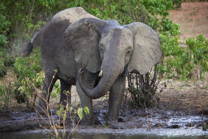 Elefant africà de sabana (Loxodonta africana)