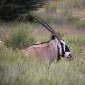 Òrix del Cap (Oryx gazella) 