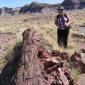 2008 - Petrified Forest